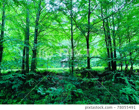 Mountain hut in a dense forest Mountain hut in a dense forest 78055491