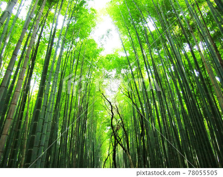Quiet bamboo grove in Sagano, Kyoto Quiet bamboo grove in Sagano, Kyoto 78055505