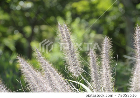 夏日風景 夏日風景 78055516