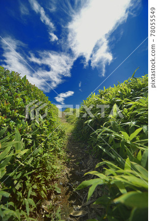 Summer landscape Summer landscape 78055549