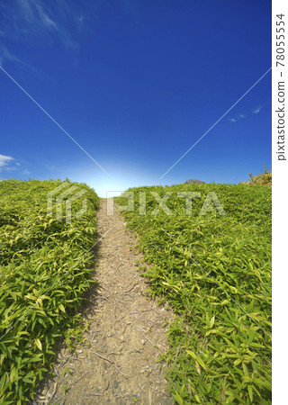 夏日風景 夏日風景 78055554