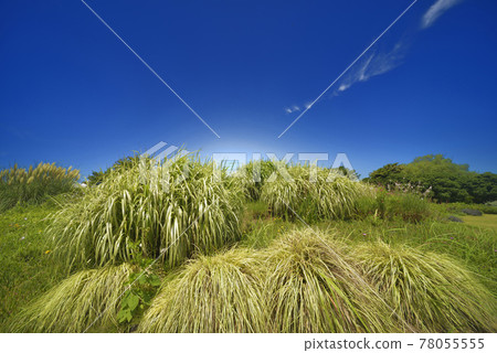 Summer landscape Summer landscape 78055555