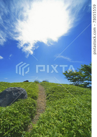 Summer landscape Summer landscape 78055559
