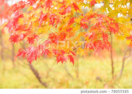 高原的秋葉 78055585