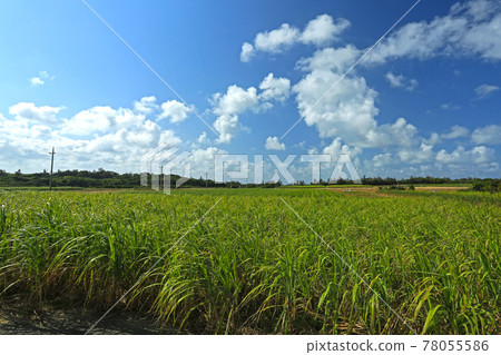 沖繩伊良部島風光甘蔗田 沖繩伊良部島風光甘蔗田 78055586