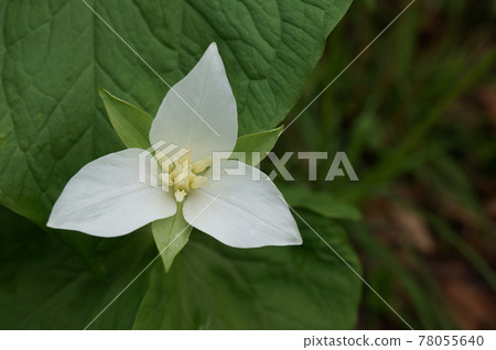 Ooba nano enlivis Ooba nano enlivis 78055640