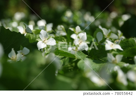 Ooba nano enlivis 78055642