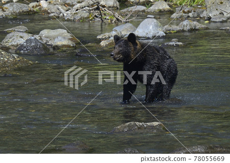 知床的棕熊 78055669
