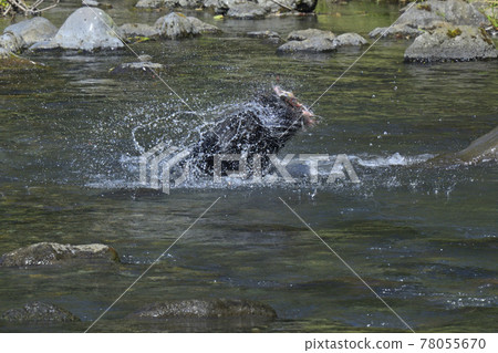 知床的棕熊 78055670