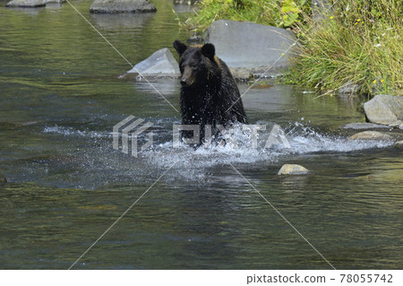 Shiretoko's brown bear 78055742