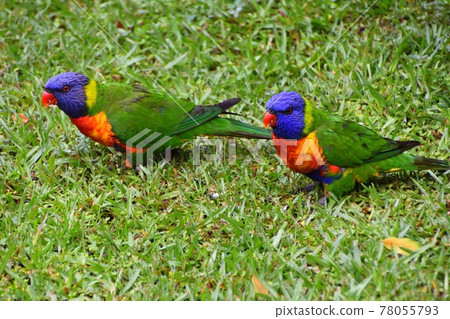 Two Rainbow Lorikeets eating seeds in the grass 78055793