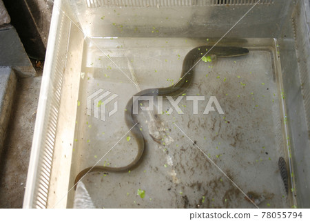 Arakawa的天然日本鰻魚 78055794