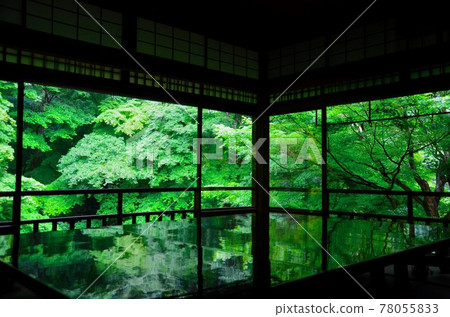 初夏：雨天京都琉璃光院的藍色秋葉 78055833