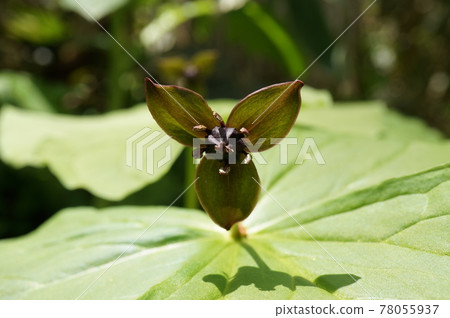 Enrique soup 78055937