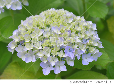 時令鮮花,柔和的繡球花 時令鮮花,柔和的繡球花 78056103