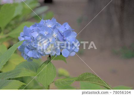 時令鮮花,柔和的繡球花 時令鮮花,柔和的繡球花 78056104
