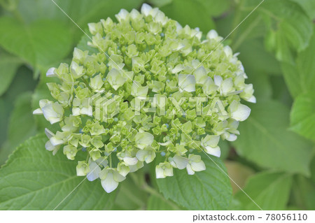 Seasonal flowers, pastel hydrangeas Seasonal flowers, pastel hydrangeas 78056110