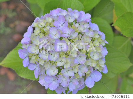 時令鮮花,柔和的繡球花 時令鮮花,柔和的繡球花 78056111