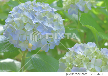 Seasonal flowers, pastel hydrangeas Seasonal flowers, pastel hydrangeas 78056119