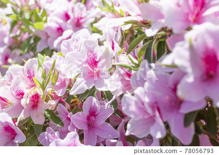 Pink azalea flowers in full bloom [Landscape] 78056793