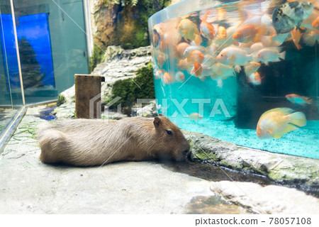 Capybara at Toba Aquarium where you can relax 78057108