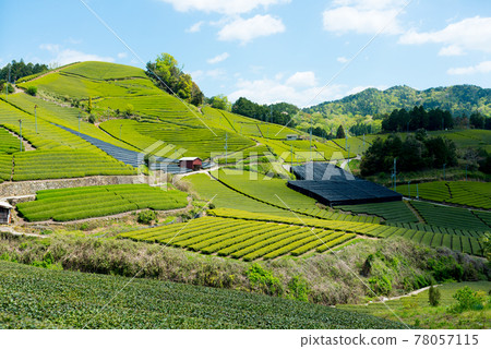 和塚町石寺的茶園風景 和塚町石寺的茶園風景 78057115