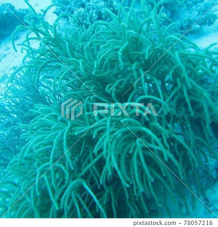 Red Sea seabed 78057216