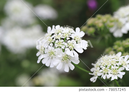 Orlea flowers like white lace Orlea flowers like white lace 78057245