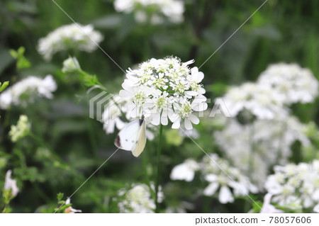 Orrea flowers and nectar-sucking cabbage white butterfly Orrea flowers and nectar-sucking cabbage white butterfly 78057606