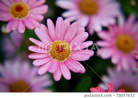 粉紅色的瑪格麗特 78057652