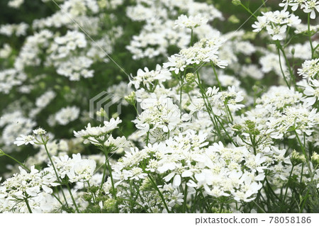 Orlea花朵像白色蕾絲 Orlea花朵像白色蕾絲 78058186