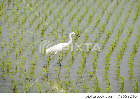 egret egret 78058280