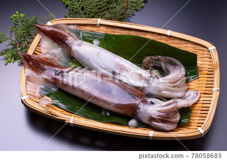 烏賊 烏賊 78058683
