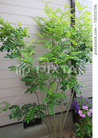 入口處的格里菲斯灰燼 入口處的格里菲斯灰燼 78058706