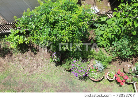 Griffith's ash in the garden Griffith's ash in the garden 78058707