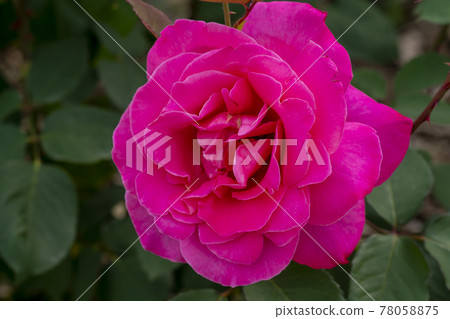 rose 78058875