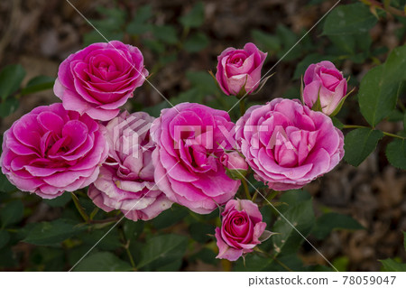 rose rose 78059047
