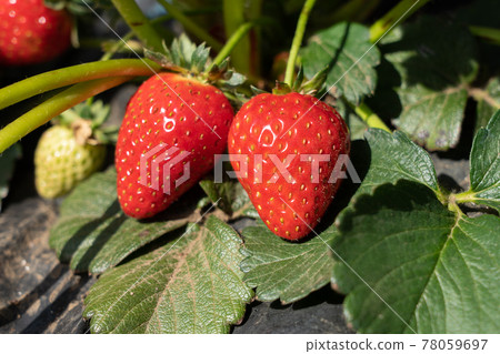 Cultivation of strawberries Strawberries that bear red fruits (April) Home garden 78059697