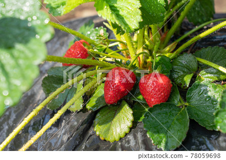 Cultivation of strawberries Wet red strawberries (April) Home garden Cultivation of strawberries Wet red strawberries (April) Home garden 78059698