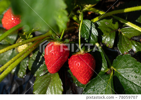 Cultivation of strawberries Wet red strawberries (April) Home garden 78059707