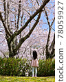 Back view of a girl looking up at a big cherry tree in full bloom 78059927