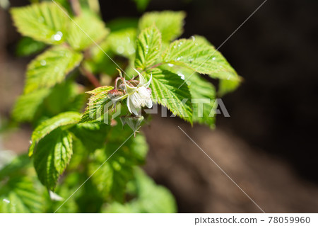 Raspberry flowers (May) Kitchen garden 78059960