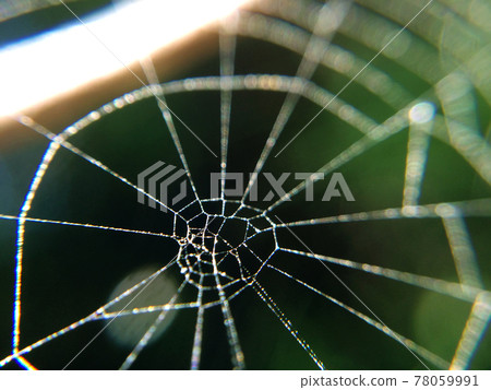 Spider web macro photo. Abstract background with arachnid netting close-up. Spider web macro photo. Abstract background with arachnid netting close-up. 78059991