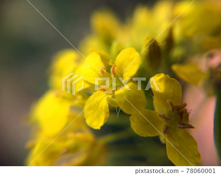 Yellow flower close-up. Blurred macro photo of blooming flower petals. 78060001