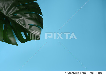 Flat lay and copy space. Green Monstera leaf on blue background. 78060080