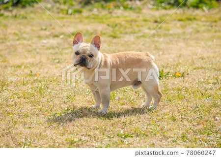 法國鬥牛犬 78060247