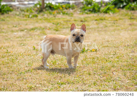 法國鬥牛犬 78060248