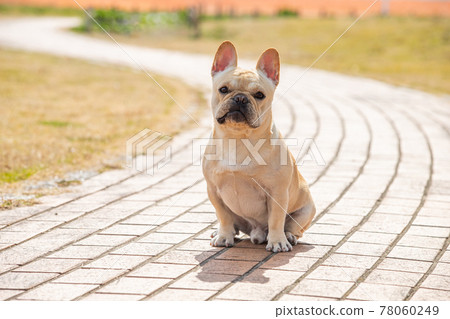 法國鬥牛犬 78060249