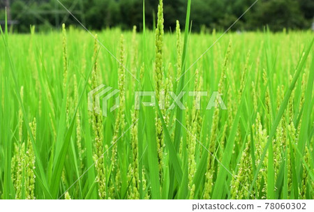 Scenery of rice ears around the beginning of autumn and rice fields around the time of heading Scenery of rice ears around the beginning of autumn and rice fields around the time of heading 78060302