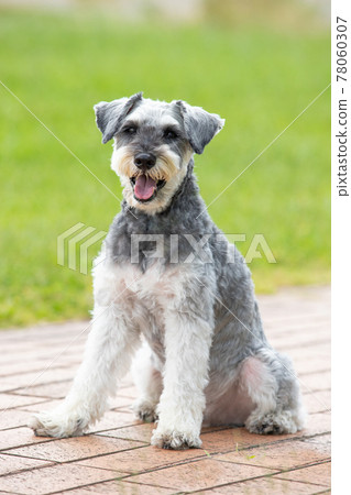 微笑迷你雪納瑞 78060307